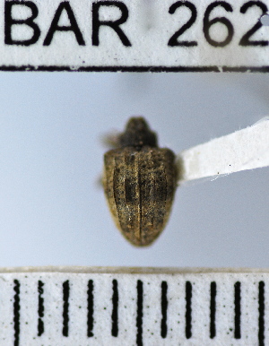  (Conotrachelus nr. rubrirostris sp. 102 - YB-BAR 262)  @11 [ ] No Rights Reserved  Unspecified Unspecified