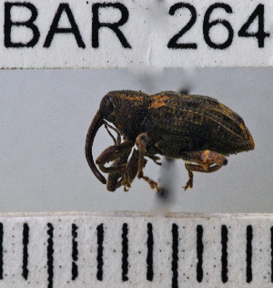  (Conotrachelus quadrinotatus - YB-BAR 264)  @11 [ ] No Rights Reserved  Unspecified Unspecified