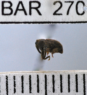  (Conotrachelus nr. obscuricollis sp. 91 - YB-BAR 270)  @11 [ ] No Rights Reserved  Unspecified Unspecified