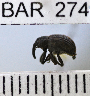  (Conotrachelus albofrontalis - YB-BAR 274)  @11 [ ] No Rights Reserved  Unspecified Unspecified