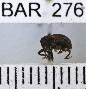  (Conotrachelus ovalis - YB-BAR 276)  @11 [ ] No Rights Reserved  Unspecified Unspecified