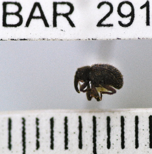  (Conotrachelus sp112HB - YB-BAR 291)  @11 [ ] No Rights Reserved  Unspecified Unspecified