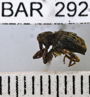  (Conotrachelus nitidiceps - YB-BAR 292)  @11 [ ] No Rights Reserved  Unspecified Unspecified