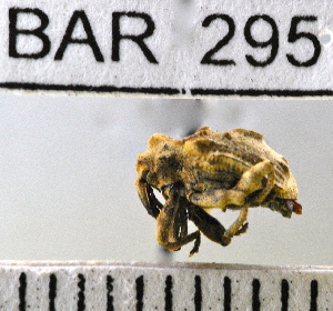  (Conotrachelus nr. obesus sp.103 - YB-BAR 295)  @11 [ ] No Rights Reserved  Unspecified Unspecified