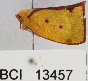  (Carthaeomorpha rufipes - YB-BCI13457)  @13 [ ] No Rights Reserved  Unspecified Unspecified