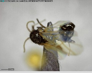  ( - YB-BCI141401)  @12 [ ] CreativeCommons - Attribution (2017) Yves Basset Smithsonian Tropical Research Institute