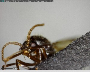  ( - YB-BCI141401)  @12 [ ] CreativeCommons - Attribution (2017) Yves Basset Smithsonian Tropical Research Institute