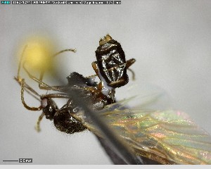  ( - YB-BCI141401)  @12 [ ] CreativeCommons - Attribution (2017) Yves Basset Smithsonian Tropical Research Institute