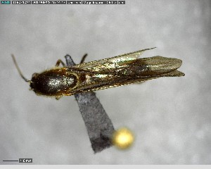  ( - YB-BCI126587)  @11 [ ] CreativeCommons - Attribution (2017) Yves Basset Smithsonian Tropical Research Institute