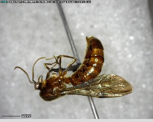  ( - YB-BCI126587)  @11 [ ] CreativeCommons - Attribution (2017) Yves Basset Smithsonian Tropical Research Institute