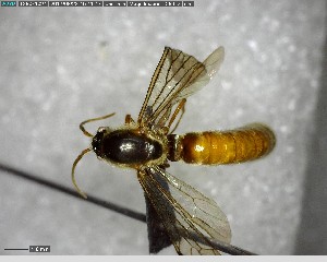  ( - YB-BCI145779)  @11 [ ] CreativeCommons - Attribution (2017) Yves Basset Smithsonian Tropical Research Institute