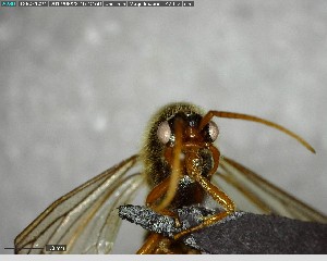  ( - YB-BCI145779)  @11 [ ] CreativeCommons - Attribution (2017) Yves Basset Smithsonian Tropical Research Institute