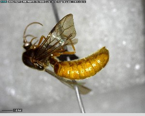  ( - YB-BCI145779)  @11 [ ] CreativeCommons - Attribution (2017) Yves Basset Smithsonian Tropical Research Institute