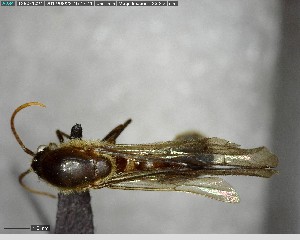 ( - YB-BCI147501)  @11 [ ] CreativeCommons - Attribution (2017) Yves Basset Smithsonian Tropical Research Institute