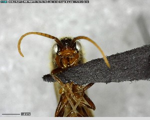  ( - YB-BCI147501)  @11 [ ] CreativeCommons - Attribution (2017) Yves Basset Smithsonian Tropical Research Institute