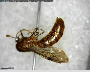  ( - YB-BCI147501)  @11 [ ] CreativeCommons - Attribution (2017) Yves Basset Smithsonian Tropical Research Institute