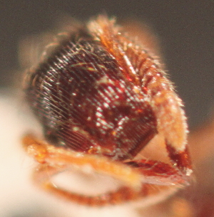  ( - YB-BCI3517)  @12 [ ] No Rights Reserved  Unspecified Unspecified