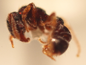  ( - YB-BCI3517)  @12 [ ] No Rights Reserved  Unspecified Unspecified