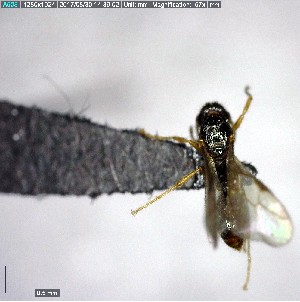  ( - YB-BCI153553)  @12 [ ] CreativeCommons - Attribution (2017) Yves Basset Smithsonian Tropical Research Institute