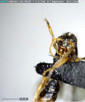  ( - YB-BCI153553)  @12 [ ] CreativeCommons - Attribution (2017) Yves Basset Smithsonian Tropical Research Institute