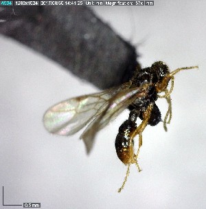  ( - YB-BCI153553)  @12 [ ] CreativeCommons - Attribution (2017) Yves Basset Smithsonian Tropical Research Institute