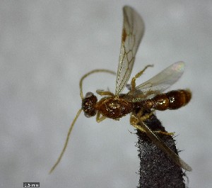  ( - YB-BCI137482)  @12 [ ] Unspecified (default): All Rights Reserved  No Rights Reserved Unspecified