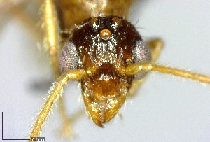  ( - YB-BCI137482)  @12 [ ] Unspecified (default): All Rights Reserved  No Rights Reserved Unspecified