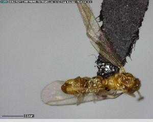 ( - YB-BCI141148)  @12 [ ] CreativeCommons - Attribution (2017) Yves Basset Smithsonian Tropical Research Institute