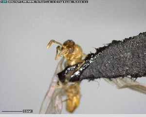  ( - YB-BCI141148)  @12 [ ] CreativeCommons - Attribution (2017) Yves Basset Smithsonian Tropical Research Institute