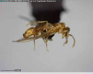  (Acropyga ADK8987 - YB-BCI141148)  @13 [ ] CreativeCommons - Attribution (2017) Yves Basset Smithsonian Tropical Research Institute