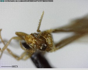  (Brachymyrmex sp. 1YB - YB-BCI124182)  @11 [ ] CreativeCommons - Attribution (2017) Yves Basset Smithsonian Tropical Research Institute