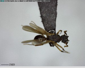  ( - YB-BCI125460)  @12 [ ] CreativeCommons - Attribution (2017) Yves Basset Smithsonian Tropical Research Institute