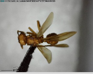  ( - YB-BCI141478)  @12 [ ] CreativeCommons - Attribution (2017) Yves Basset Smithsonian Tropical Research Institute