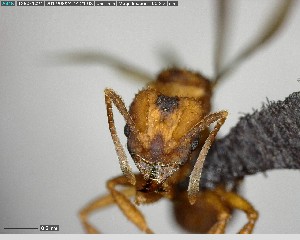  ( - YB-BCI141478)  @12 [ ] CreativeCommons - Attribution (2017) Yves Basset Smithsonian Tropical Research Institute