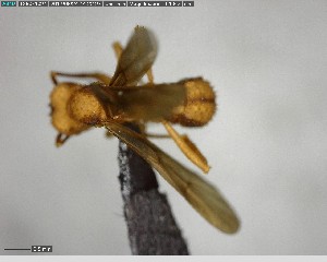  ( - YB-BCI145936)  @12 [ ] CreativeCommons - Attribution (2017) Yves Basset Smithsonian Tropical Research Institute