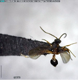  ( - YB-BCI155976)  @12 [ ] CreativeCommons - Attribution (2017) Yves Basset Smithsonian Tropical Research Institute
