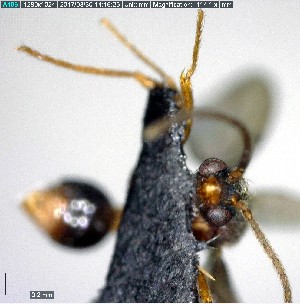  ( - YB-BCI155976)  @12 [ ] CreativeCommons - Attribution (2017) Yves Basset Smithsonian Tropical Research Institute