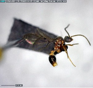  ( - YB-BCI155976)  @12 [ ] CreativeCommons - Attribution (2017) Yves Basset Smithsonian Tropical Research Institute