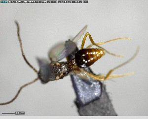  ( - YB-BCI124348)  @12 [ ] CreativeCommons - Attribution (2017) Yves Basset Smithsonian Tropical Research Institute