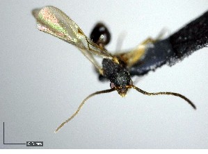  ( - YB-BCI124348)  @12 [ ] CreativeCommons - Attribution (2017) Yves Basset Smithsonian Tropical Research Institute