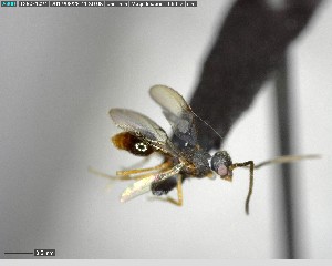  ( - YB-BCI124348)  @12 [ ] CreativeCommons - Attribution (2017) Yves Basset Smithsonian Tropical Research Institute