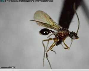  ( - YB-BCI143437)  @11 [ ] CreativeCommons - Attribution (2017) Yves Basset Smithsonian Tropical Research Institute