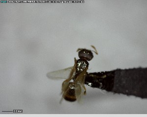  ( - YB-BCI140006)  @12 [ ] CreativeCommons - Attribution (2017) Yves Basset Smithsonian Tropical Research Institute
