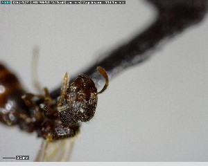  ( - YB-BCI140006)  @12 [ ] CreativeCommons - Attribution (2017) Yves Basset Smithsonian Tropical Research Institute