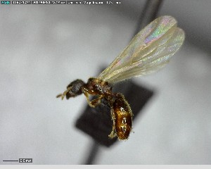  ( - YB-BCI140006)  @12 [ ] CreativeCommons - Attribution (2017) Yves Basset Smithsonian Tropical Research Institute