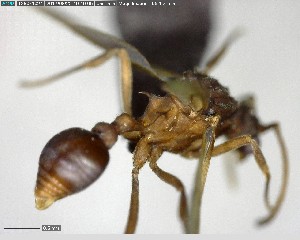  ( - YB-BCI146754)  @12 [ ] CreativeCommons - Attribution (2017) Yves Basset Smithsonian Tropical Research Institute