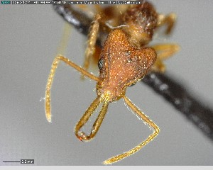  ( - YB-BCI152642)  @12 [ ] CreativeCommons - Attribution (2017) Yves Basset Smithsonian Tropical Research Institute