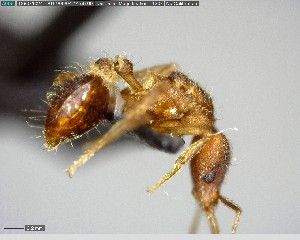  ( - YB-BCI152642)  @12 [ ] CreativeCommons - Attribution (2017) Yves Basset Smithsonian Tropical Research Institute