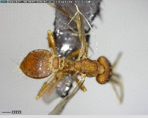  ( - YB-BCI156875)  @12 [ ] CreativeCommons - Attribution (2017) Yves Basset Smithsonian Tropical Research Institute