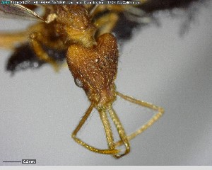  ( - YB-BCI156875)  @12 [ ] CreativeCommons - Attribution (2017) Yves Basset Smithsonian Tropical Research Institute
